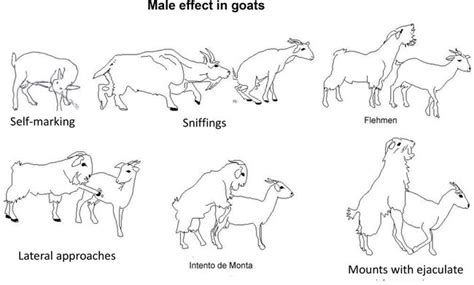 Reproduction in Small Ruminants (Goats) | IntechOpen