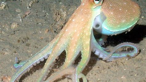 There May Be A Disease That Makes An Octopus Eat Its Own Arms