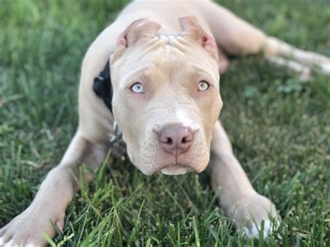 Blue Fawn Pitbull Puppies : Pitbulls🐶 | Pets Amino - My beautiful blue pit bull girl, got really ...