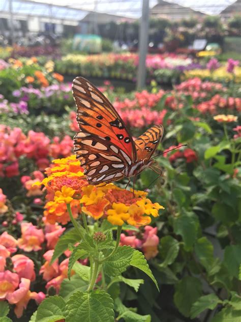 Butterfly Garden DIY | Butterfly garden, Diy garden, Pollinator plants