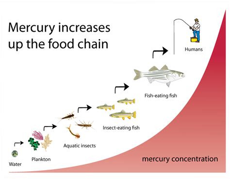 FIO Marine Field Studies 2015: Mercury Biomagnification