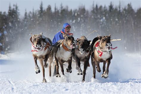 Images Deer Running Snow Animals