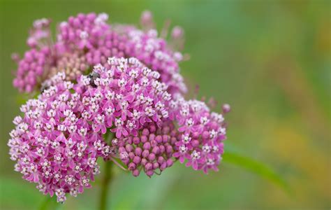 What Is Swamp Milkweed: Learn About Swamp Milkweed Benefits In The Garden