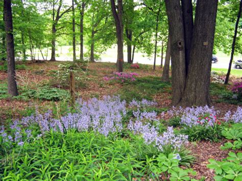 Shade-Loving Flowering Plants for a Woodland Garden - Dengarden