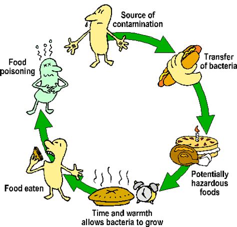 Bacteria clipart food poisoning, Bacteria food poisoning Transparent FREE for download on ...