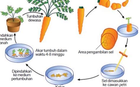 Apa itu Teknologi Kultur Jaringan ? dan Bagaimana Cara Membuatnya