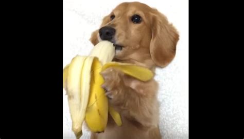 Here’s a Dog Eating a Banana - ILoveDogsAndPuppies