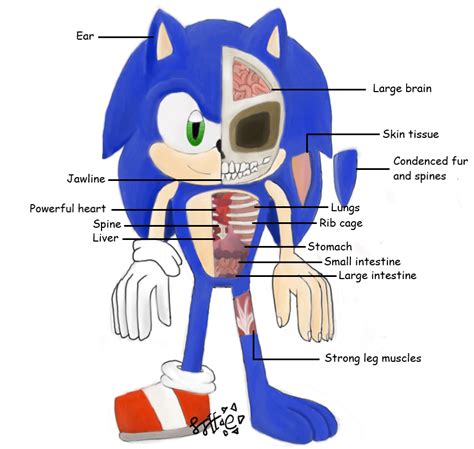 Anatomy of Sonic the Hedgehog by XxSolarTheHedgehogxX on DeviantArt