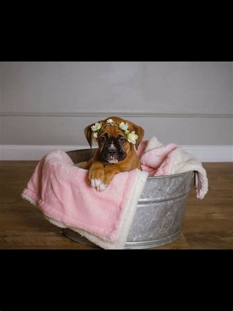 Pin by Lorraine Thibodeau Sewell on Favorite Dog Breed | Laundry basket, Plastic laundry basket ...