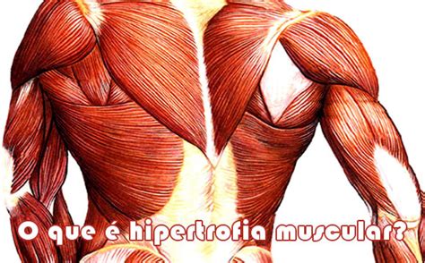 O que é hipertrofia muscular? | Receitas Fitness