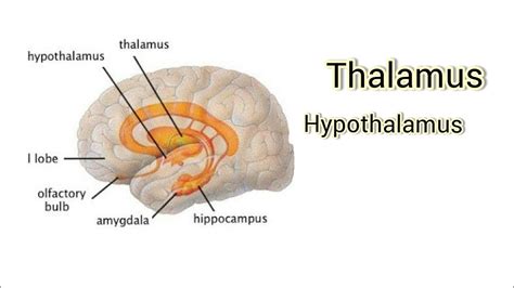 Thalamus And Hypothalamus - astonishingceiyrs