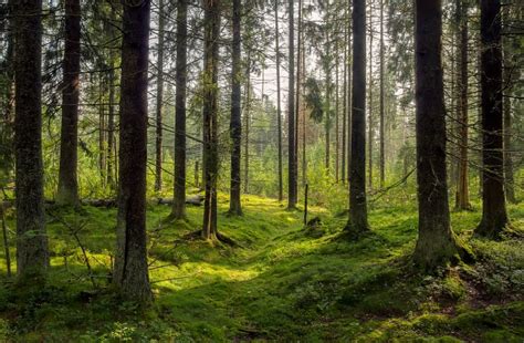 This Museum Just Introduced An Overnight Indoor “Forest Room” | Apartment Therapy