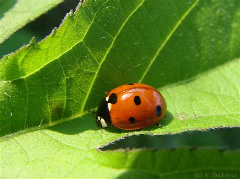 Cute Bug? Ladybug Life Stages | 6legs2many