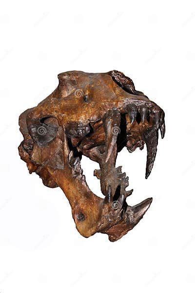 Skull of Scimitar Cat, Homotherium Serum, Saber Toothed Cat Disappeared ...