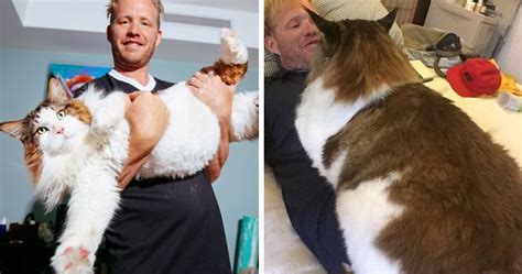 The Largest Cat In NYC Who Weighs 28 Lbs And Is Larger Than Most Bobcats | Bored Panda