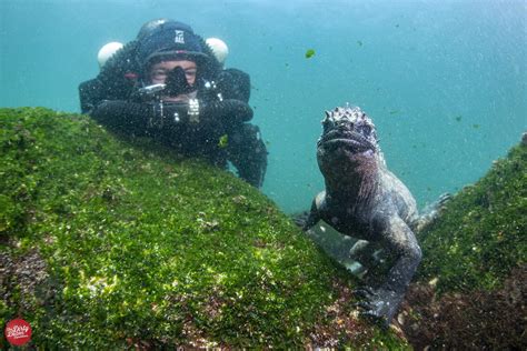 Diving in Galapagos — The Dirty Dozen Expeditions