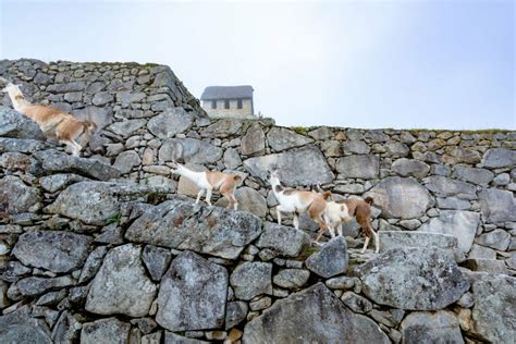 Wayna Picchu: The Pinnacle of Machu Picchu's Majesty - Peruways