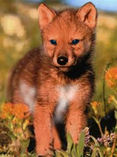 Red wolf pup by LostScarlet21 on DeviantArt