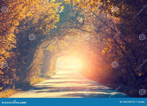 Natural Tunnel of Trees in the Fall Stock Photo - Image of october, beautiful: 156159174