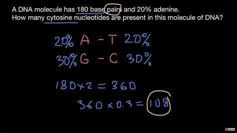 Chargaff’s rule - YouTube