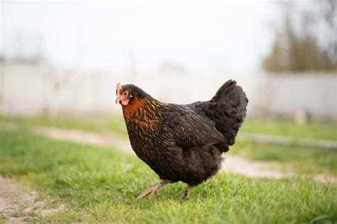 How to Raise Welsummer Chickens: A Comprehensive Guide for Beginners