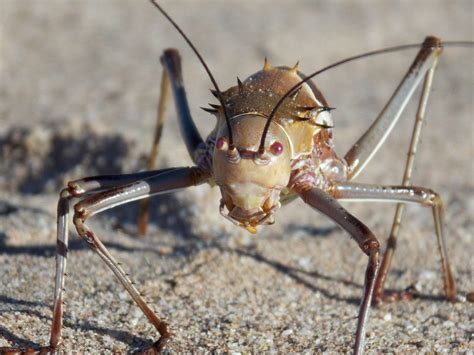 Cannibalistic Cricket Spews Blood and Vomit to Defend Itself