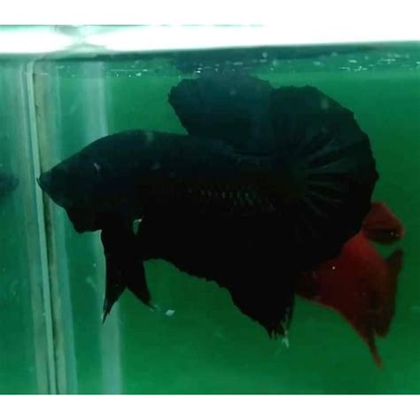 Jual ikan cupang plakat Super Black | Shopee Indonesia