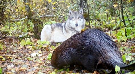 Patience is a virtue: How northern Minnesota wolves ambush their prey | MPR News