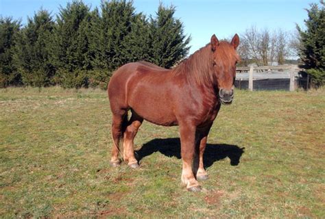 Suffolk Punch Horse Breed Information, History, Videos, Pictures