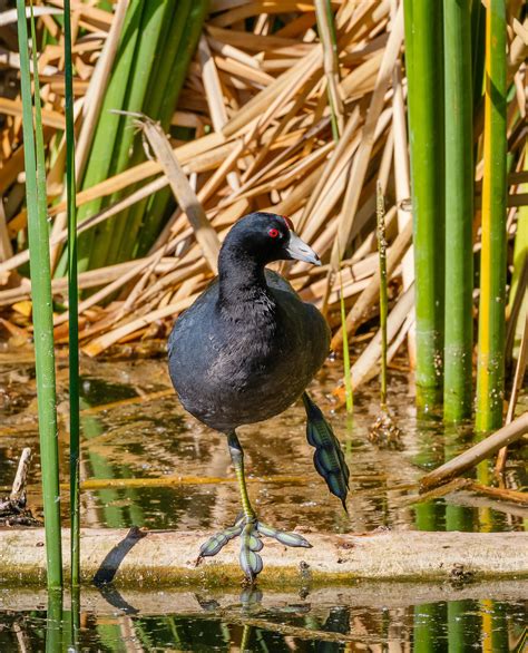 American Coot | Audubon Field Guide