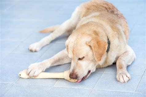 The Best Food for Overweight Labrador (Plus Weight Loss Tips)