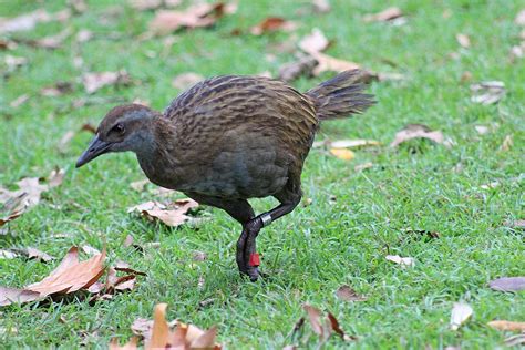 Weka Brown New Zealand Native - Free photo on Pixabay - Pixabay