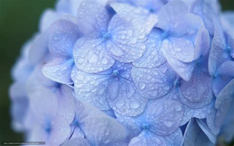 Hydrangea Desktop Wallpaper Free - WallpaperSafari