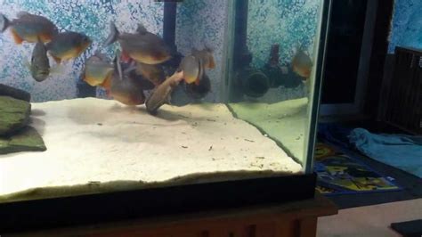 Piranha tank Feeding - YouTube