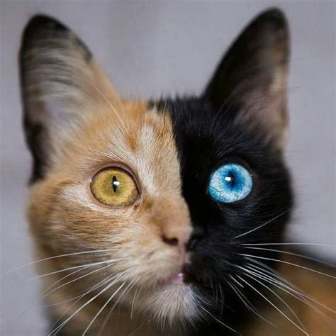 Odd Eyed Cats How Amazing! - Cats In Care