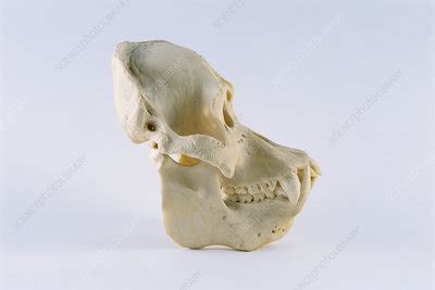 Orangutan skull - Stock Image - F031/3647 - Science Photo Library