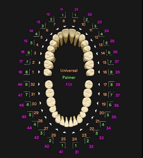 Universal Numbering System Human Tooth Deciduous Teeth Dental Anatomy | The Best Porn Website