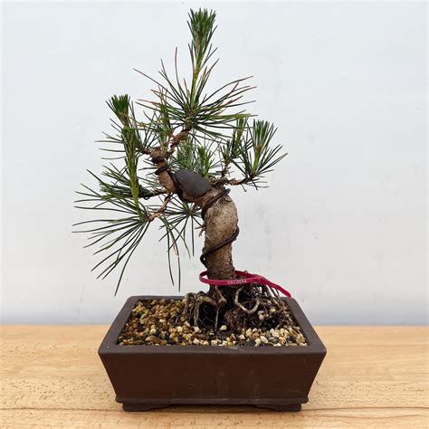 Dwarf Austrian Black Pine (5268) at New England Bonsai Gardens