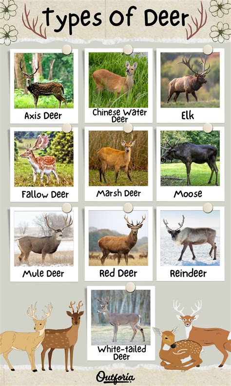 Types Of Deer