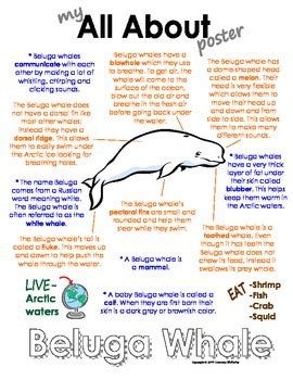 My All About Beluga Whales Book - (Arctic/Polar Animals) by Courtney ...