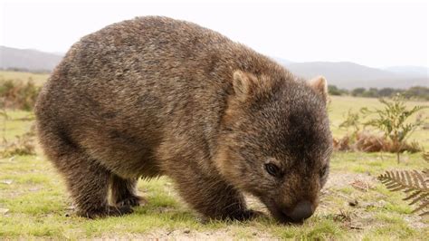 Wombat: El pequeño marsupial australiano que te sorprenderá por su fuerza y agilidad