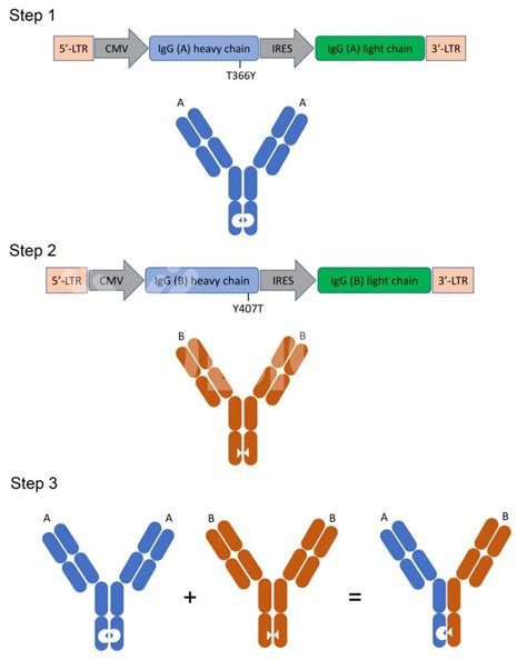 Bispecific Antibody Production with Guaranteed Stability - BiCell Scientific®