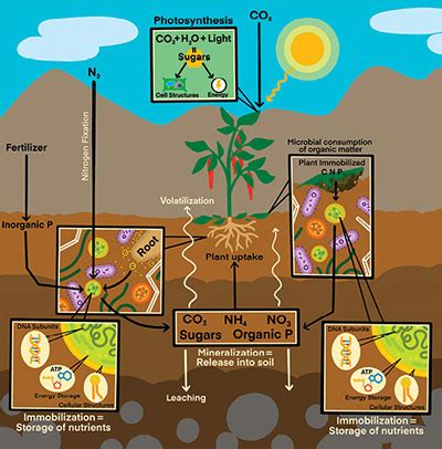 Soil Biological Processes | New Mexico State University - BE BOLD. Shape the Future.