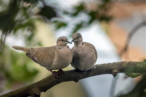 Doves Nest: When Are They Built, When Do Baby Birds Leave And More!