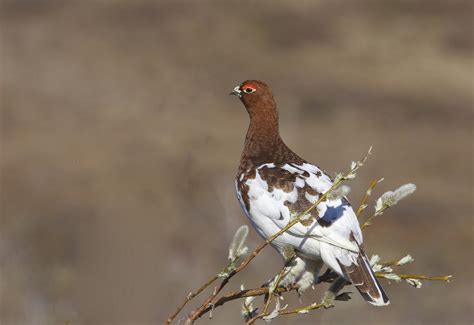 Willow Ptarmigan - song / call / voice / sound.