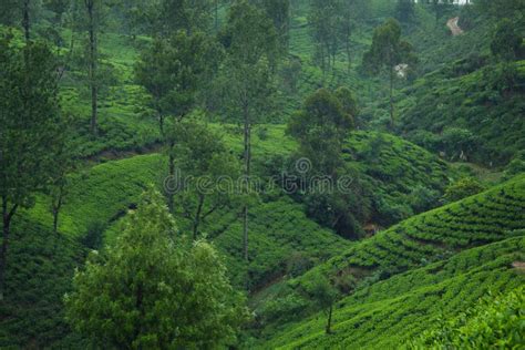 Ceylon tea plantations stock photo. Image of nature - 105000974