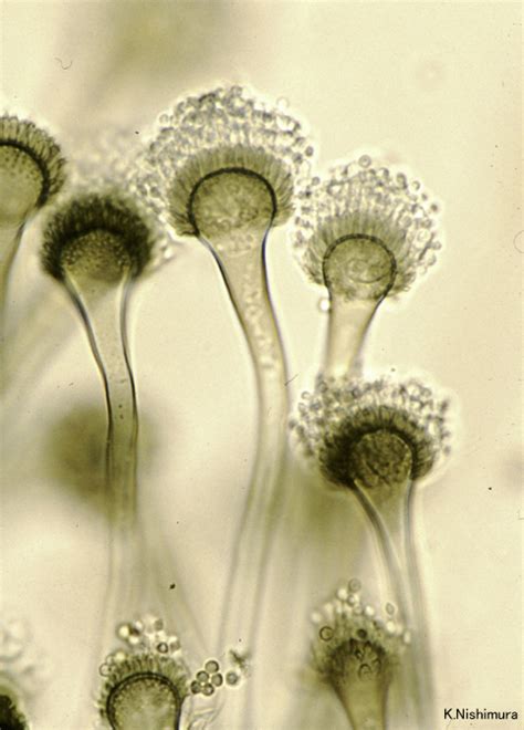 Aspergillus fumigatus - JungleKey.fr Image