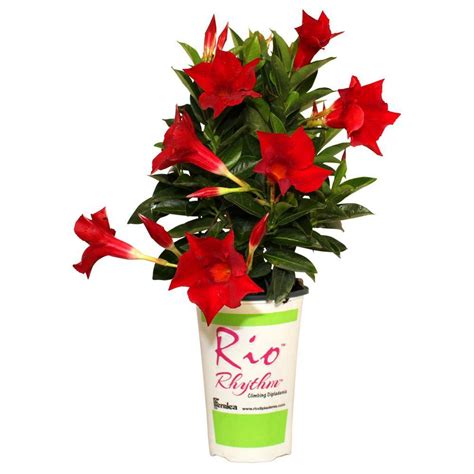 Rio 2 Qt. Dipladenia Rhythm Flowering Annual Shrub with Red Blooms ...