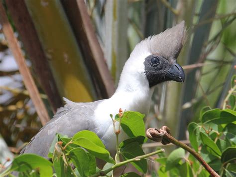 Bare-faced go-away-bird - Wikipedia | Bird, Rare animals, Pet birds