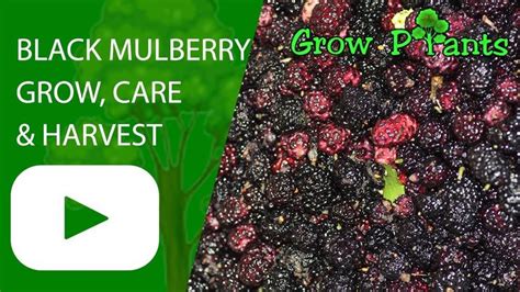 Black mulberry tree - grow, care & harvest - Plant information: climate, hardiness zone, uses ...